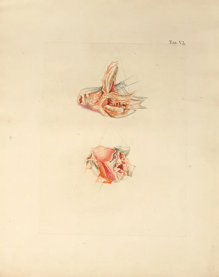 Icones Anatomico-Physiologicae Partium,