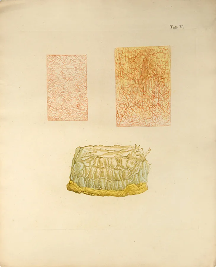 Icones Anatomico-Physiologicae Partium,