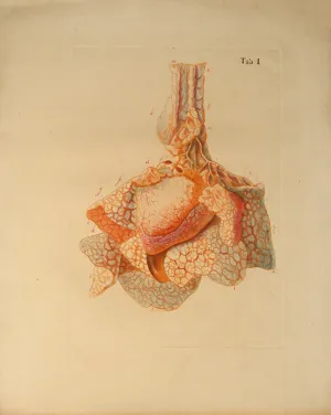 Icones Anatomico-Physiologicae Partium,