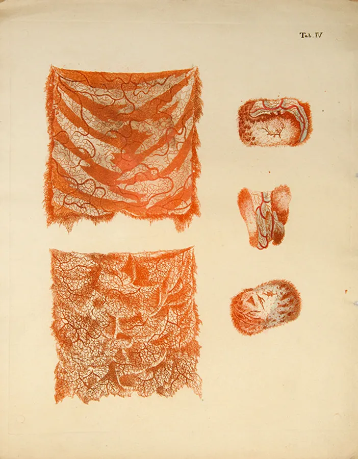 Icones Anatomico-Physiologicae Partium,