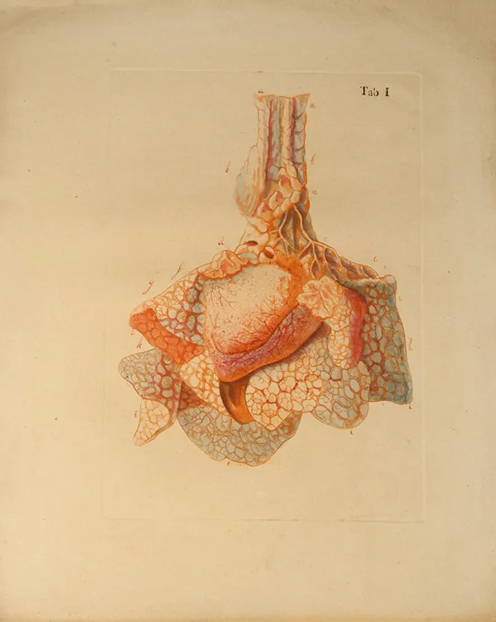 Icones Anatomico-Physiologicae Partium,